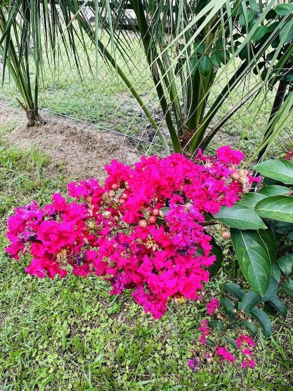 House Of Shells, Beautiful Garden, Fenced Yard, Dog Friendly, Fire Pit! Villa Crystal River Luaran gambar